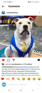 Custom Wedding Dog Tuxedo Suit - Pick your color - custom sizing - White Shirt - Choice of Tie included