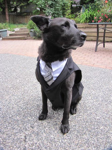 Custom Wedding Dog Tuxedo Suit - Pick your color - custom sizing - White Shirt - Choice of Tie included