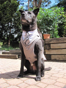 Custom Wedding Dog Tuxedo Suit - Pick your color - custom sizing - White Shirt - Choice of Tie included