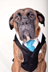 Custom Wedding Dog Tuxedo Suit - Pick your color - custom sizing - White Shirt - Choice of Tie included