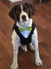 Custom Wedding Dog Tuxedo Suit - Pick your color - custom sizing - White Shirt - Choice of Tie included